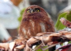 Glaucidium jardinii