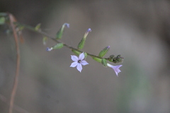 Plumbago pulchella