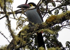 Andigena nigrirostris