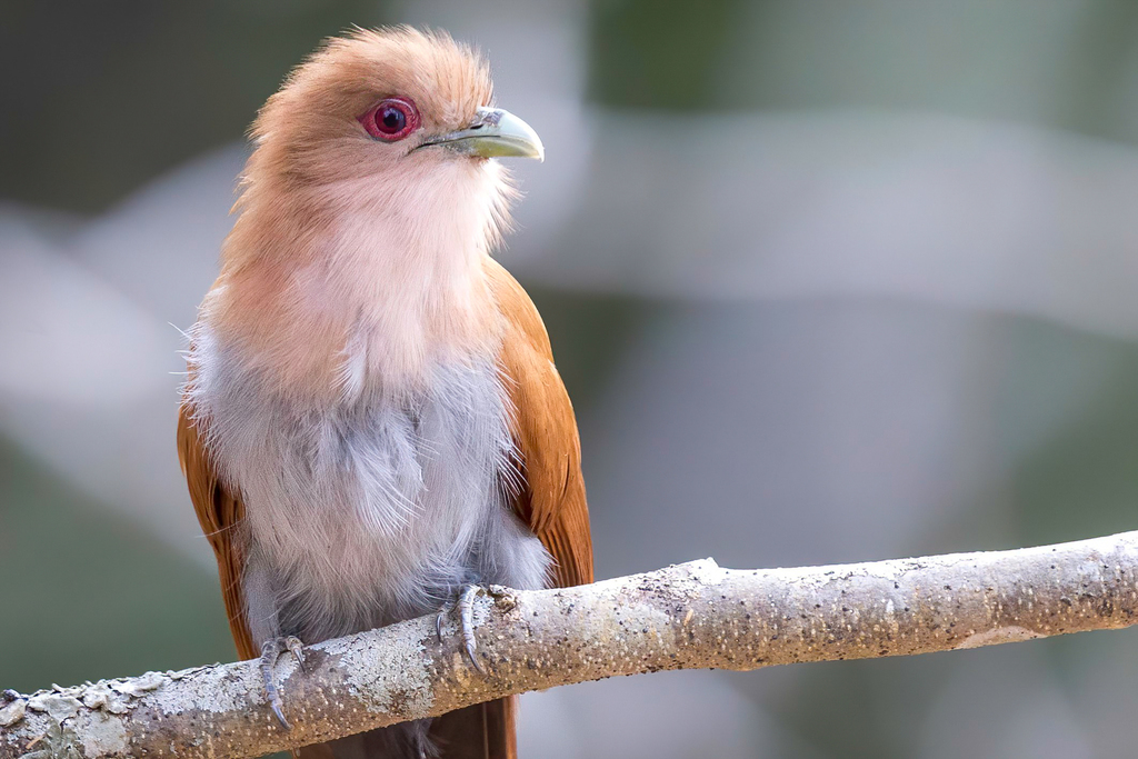 Squirrel Cuckoo