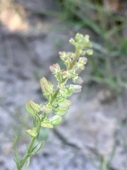 Lepidium auriculatum