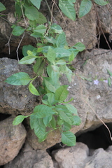 Plumbago pulchella