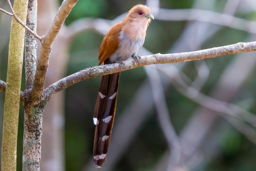 Common Squirrel-Cuckoo photo
