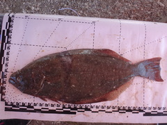 Paralichthys californicus