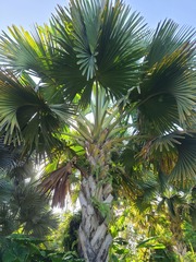 Corypha umbraculifera