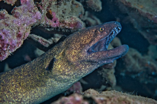 Photo of Yellow-margined Moray (Gymnothorax flavimarginatus)