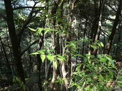 Vaccinium randaiense