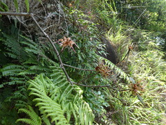 Rhododendron lacteum