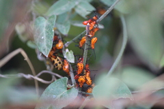 Sephina
