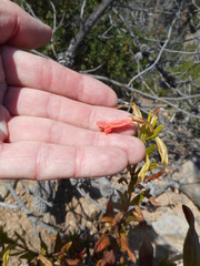 Diplacus parviflorus