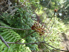 Rhododendron lacteum