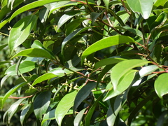 Pentaphylax euryoides