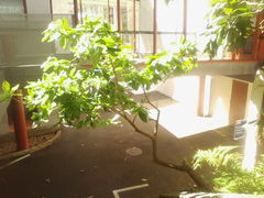 Pennantia endlicheri