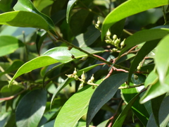 Pentaphylax euryoides