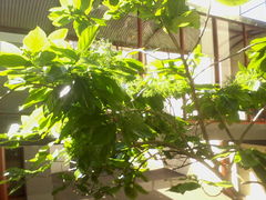 Pennantia endlicheri