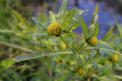 Bidens comosa