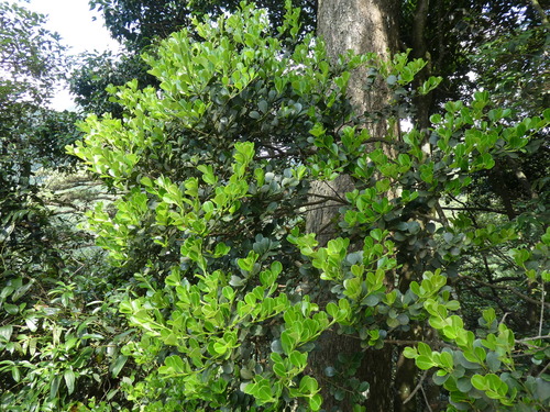 Ilex championii
