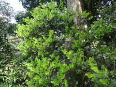 Ilex championii