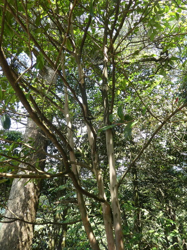 Stewartia pteropetiolata, photograph 1