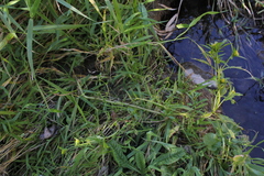 Bidens comosa