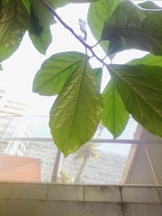 Pennantia endlicheri