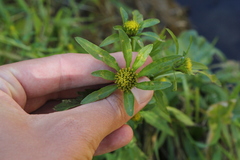 Bidens comosa