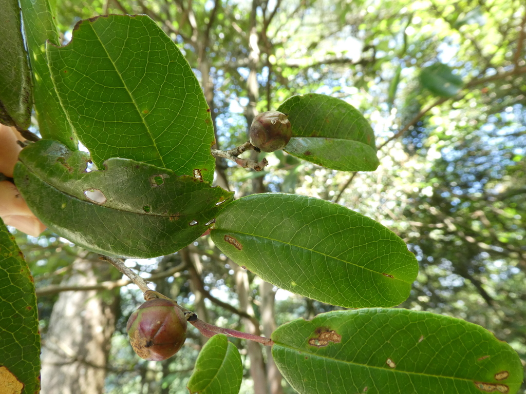 Stewartia pteropetiolata (Stewartia pteropetiolata)