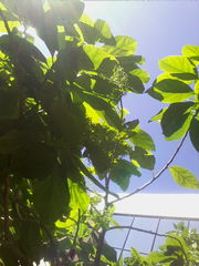 Pennantia endlicheri