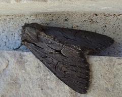 Fishia yosemitae