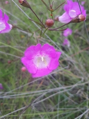 Agalinis peduncularis