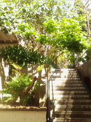 Pennantia endlicheri