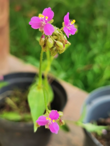 Tripogandra disgrega (Tripogandra disgrega)