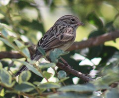 Spizella breweri