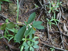 Wikstroemia monnula