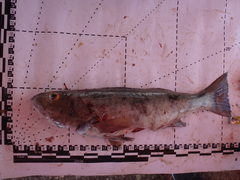 Paralabrax nebulifer