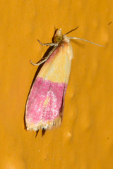 Cochylis rosaria