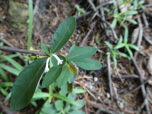 Image of Wikstroemia monnula by (c) Aaron Liston, some rights reserved (CC BY)