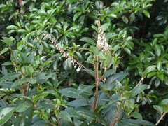 Clethra bodinieri