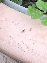 Diptera