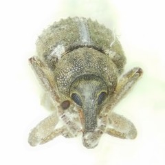 Notiodes aeratus