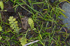 Leptinella tenella