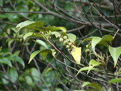 Castanopsis carlesii