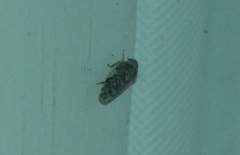 Xestocephalus tessellatus