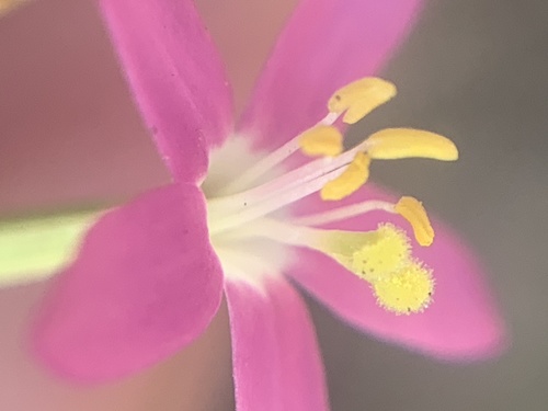 Slender Centaury