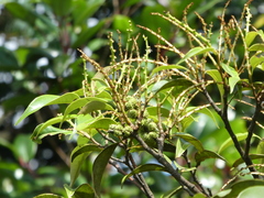 Castanopsis carlesii