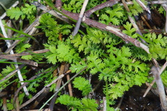 Leptinella tenella
