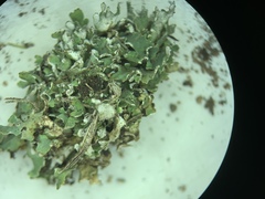 Cladonia dahliana
