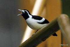 Grallina bruijnii