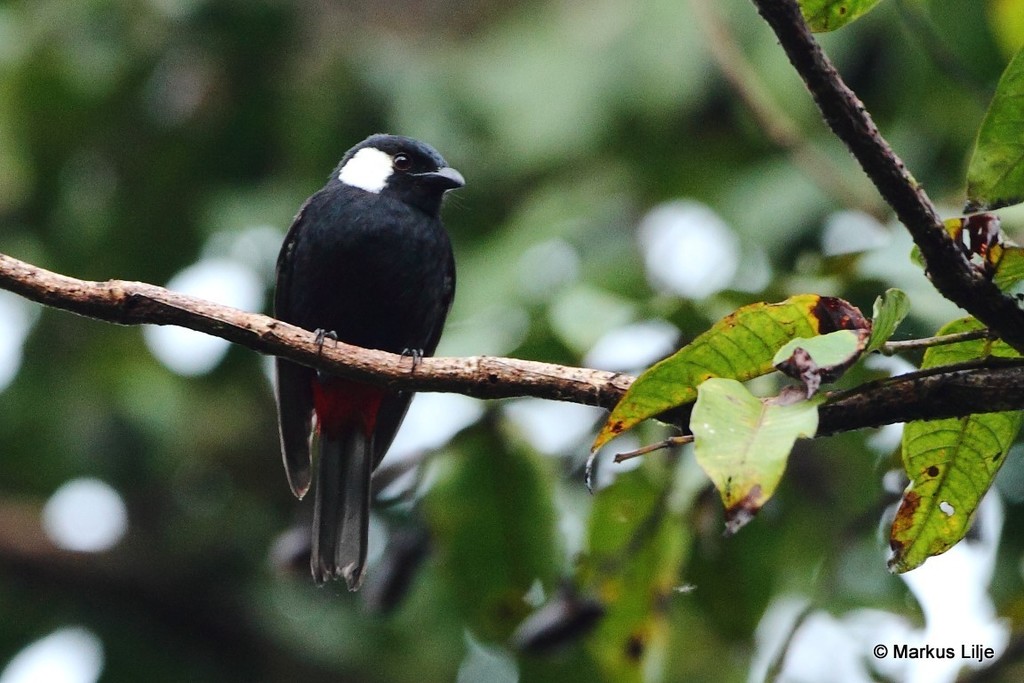 Mountain Peltops photo