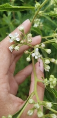 Verbesina virginica virginica